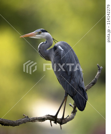 Grey heron sitting on the branch. Bird watching in Europe. Grey heron sitting on the branch. Bird watching in Europe. 114142279