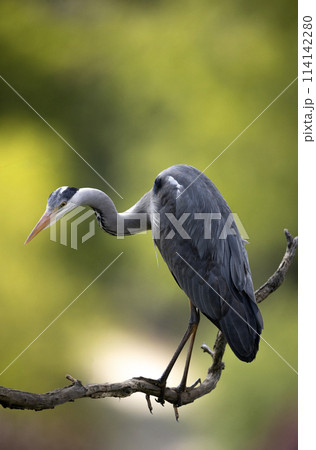 Grey heron sitting on the branch. Bird watching in Europe. 114142280