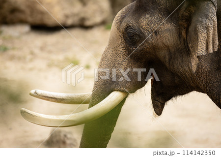 portrait of an elephant in the wild nature, close-up 114142350