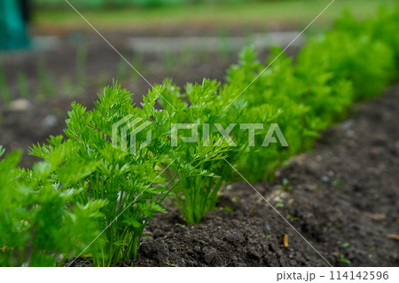 baby carrots growing spring season  114142596