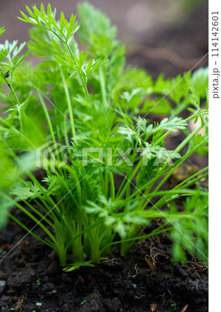 baby carrots growing spring season  114142601