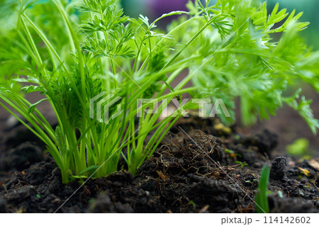 baby carrots growing spring season  114142602