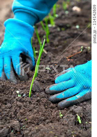 spring onions working hands planting 114142609