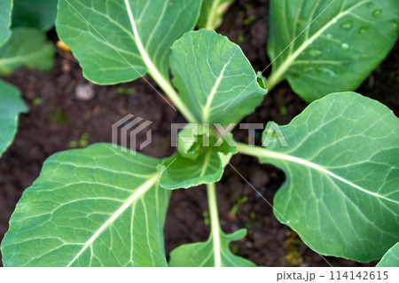 cabbage growing planting hands working in the garden 114142615
