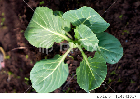cabbage growing planting hands working in the garden 114142617