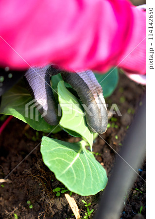 cabbage growing planting hands working in the garden 114142650