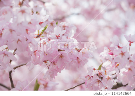 百楽桜【田淵行男記念館】 114142664
