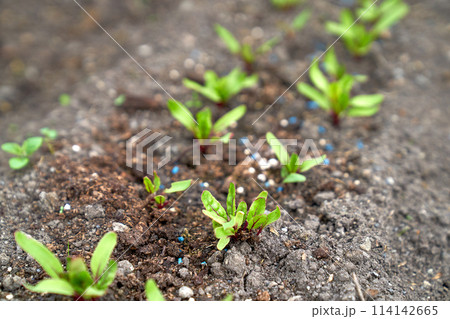 baby beetroot growing in the garden bed 114142665