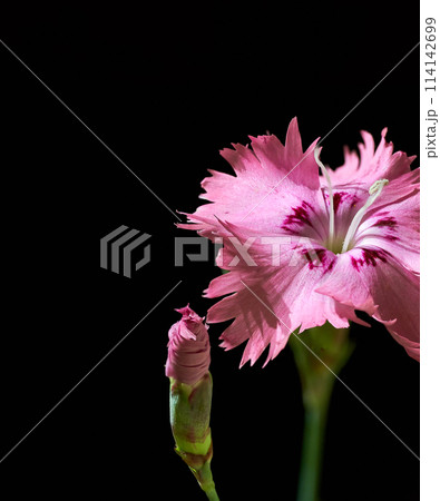 Flower close up picture blooming Flower close up picture blooming 114142699