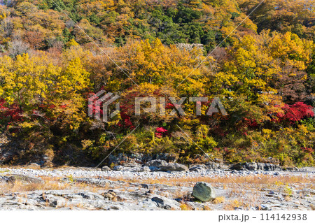 埼玉長瀞の秋 紅葉見頃の荒川 小滝の瀬 埼玉長瀞の秋 紅葉見頃の荒川 小滝の瀬 114142938