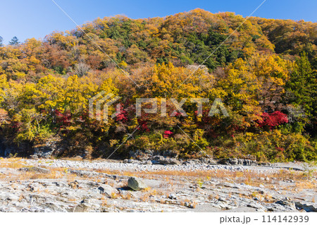 埼玉長瀞の秋 紅葉見頃の荒川 小滝の瀬 埼玉長瀞の秋 紅葉見頃の荒川 小滝の瀬 114142939