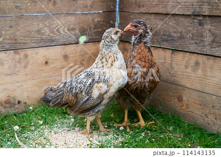 Eco chicken farm 114143135