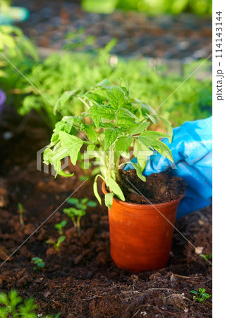 Eco veg growing Eco veg growing 114143144