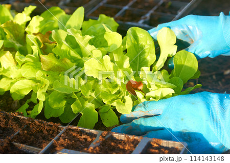Eco veg growing Eco veg growing 114143148