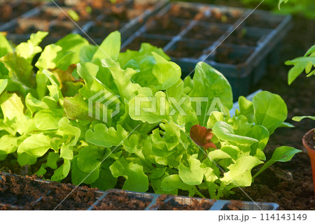 Eco veg growing Eco veg growing 114143149