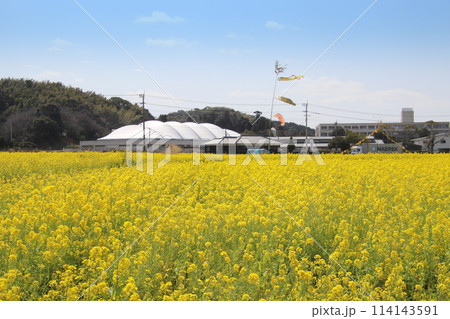 福岡県古賀市の筵内菜の花公園 福岡県古賀市の筵内菜の花公園 114143591