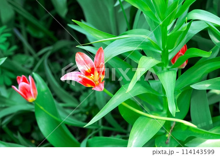 Red and yellow tulips in full bloom, surrounded by lush green foliage. 114143599