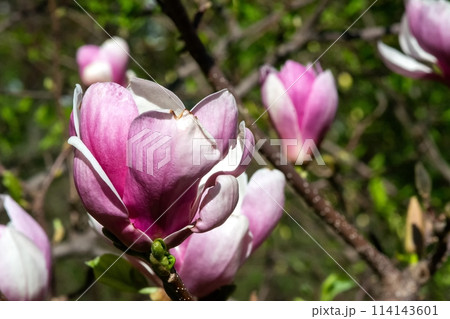Pink magnolia flower in full bloom with delicate petals and white center on blurred background Pink magnolia flower in full bloom with delicate petals and white center on blurred background 114143601