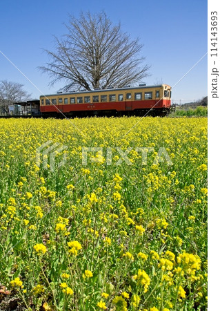 菜の花畑とレトロ列車　小湊鉄道　上総久保駅 114143693