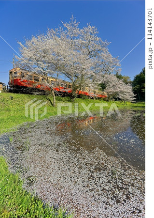 桜の花筏とレトロ列車 小湊鉄道 飯給駅 桜の花筏とレトロ列車 小湊鉄道 飯給駅 114143701