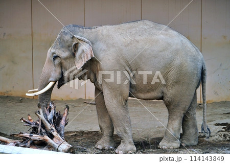 札幌市円山動物園　ぞう舎 114143849