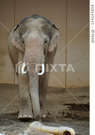 札幌市円山動物園 ぞう舎 札幌市円山動物園 ぞう舎 114143854