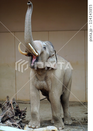札幌市円山動物園　ぞう舎 114143855