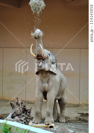 札幌市円山動物園 ぞう舎 札幌市円山動物園 ぞう舎 114143858