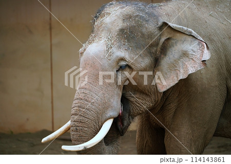 札幌市円山動物園　ぞう舎 114143861