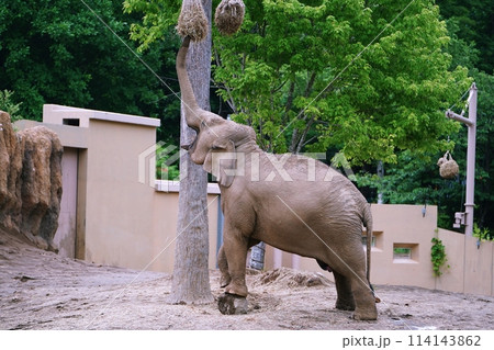 札幌市円山動物園　ぞう舎 114143862