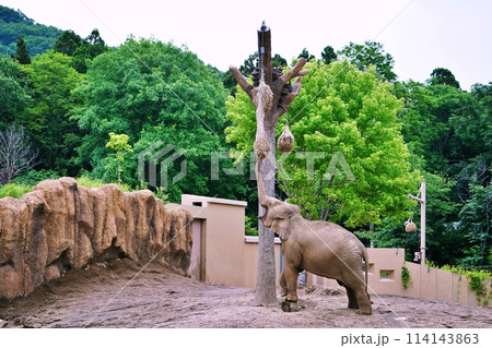 札幌市円山動物園 ぞう舎 札幌市円山動物園 ぞう舎 114143863