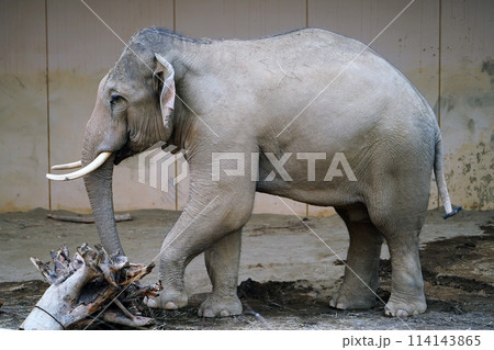 札幌市円山動物園　ぞう舎 114143865