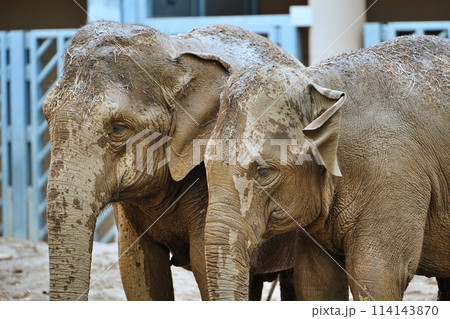 札幌市円山動物園　ぞう舎 114143870