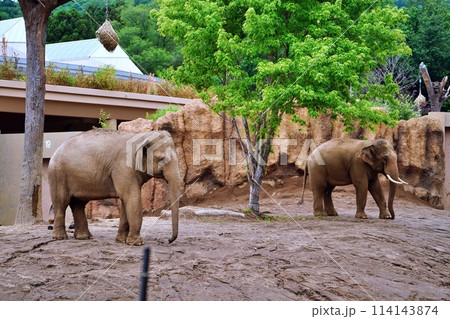 札幌市円山動物園　ぞう舎 114143874