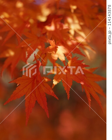 きれいな紅葉 きれいな紅葉 114143878