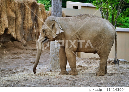 札幌市円山動物園　ぞう舎 114143904
