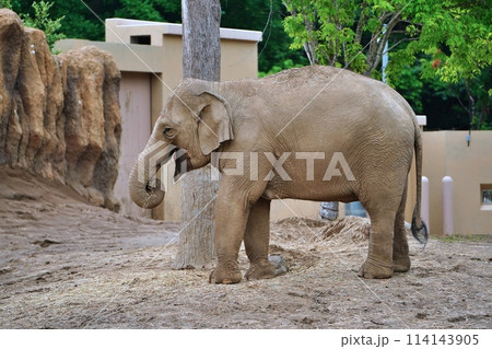 札幌市円山動物園　ぞう舎 114143905