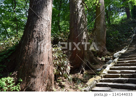 羽黒山の杉並木 羽黒山の杉並木 114144033