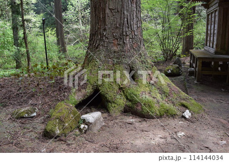 羽黒山の杉並木 羽黒山の杉並木 114144034