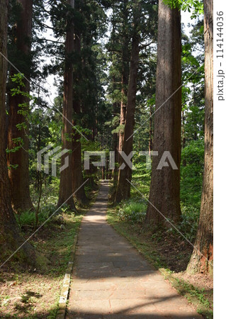 羽黒山の杉並木 羽黒山の杉並木 114144036