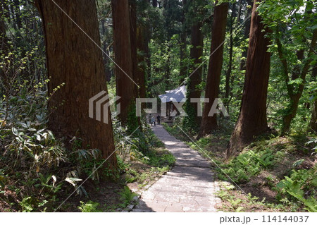 羽黒山の杉並木 羽黒山の杉並木 114144037