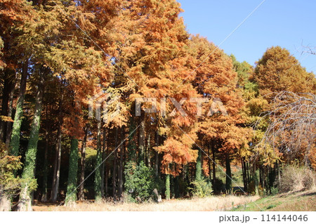 福岡県築上町のメタセの杜 114144046