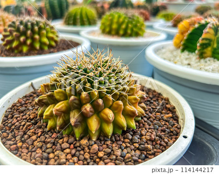 Beautiful cactus in flowerpot 114144217