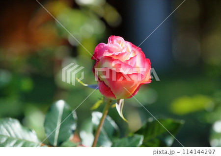鮮やか バラの花 ジュビレデュプリンスドゥモナコ 鮮やか バラの花 ジュビレデュプリンスドゥモナコ 114144297