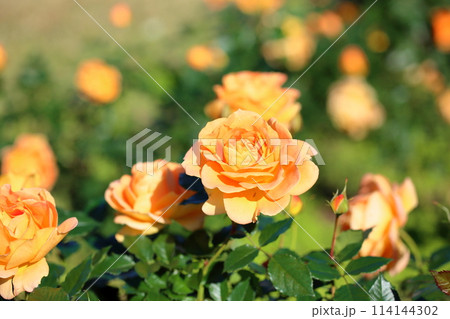 明るい バラの花 ゴルデルゼ 明るい バラの花 ゴルデルゼ 114144302