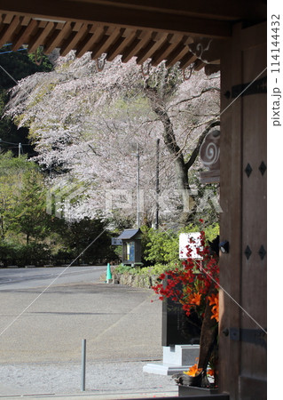 太平寺は春に咲く圧巻のしだれ桜で有名です 114144432