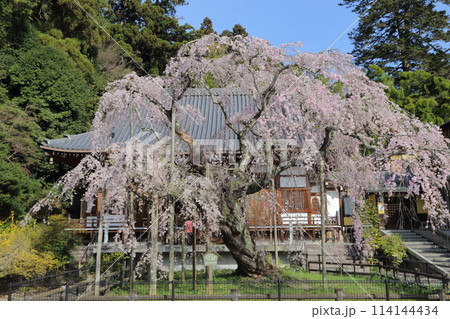 太平寺は春に咲く圧巻のしだれ桜で有名です 114144434
