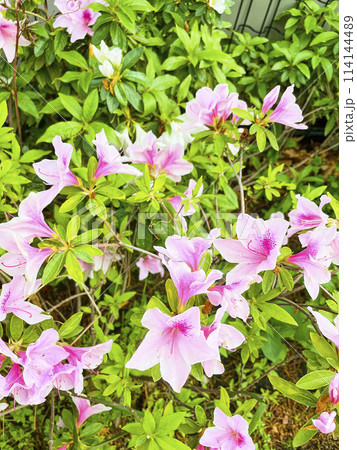 春の花壇 春の花壇 114144489