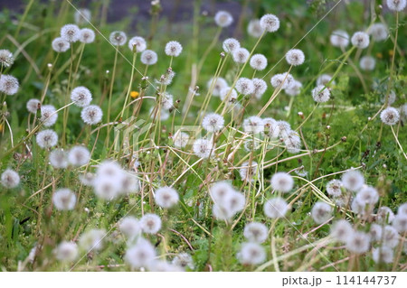 たんぽぽ　綿毛 114144737