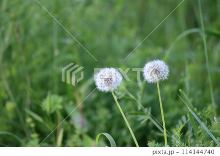 たんぽぽ　綿毛 114144740